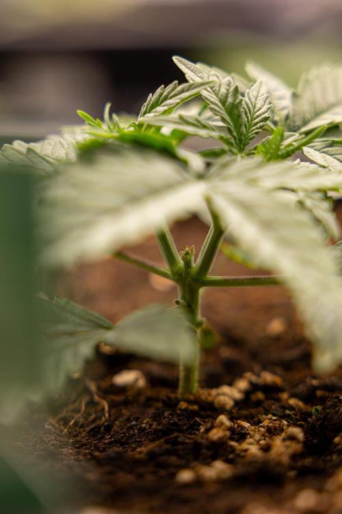 Tropical Mintz 🌴 OG F1 Auto - Zamnesia. Week 2 - Tropical Mintz OG F1 Hybrid Automatic