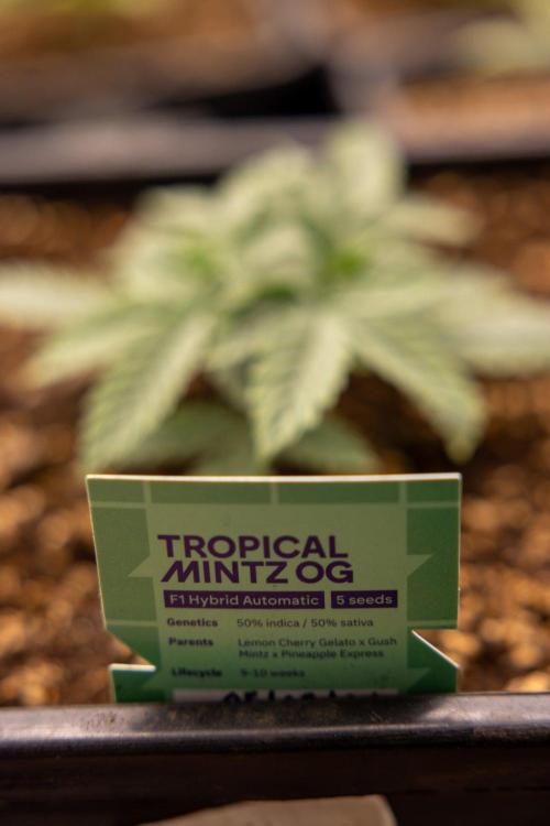 Tropical Mintz 🌴 OG F1 Auto - Zamnesia. Week 2 - Tropical Mintz OG F1 Hybrid Automatic