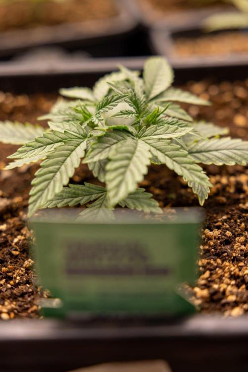 Tropical Mintz 🌴 OG F1 Auto - Zamnesia. Week 2 - Tropical Mintz OG F1 Hybrid Automatic