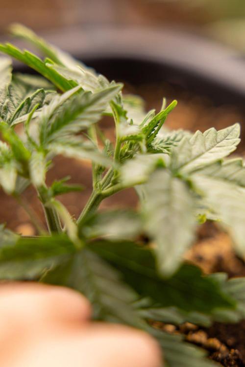 Tropical Mintz 🌴 OG F1 Auto - Zamnesia. Week 2 - Tropical Mintz OG F1 Hybrid Automatic