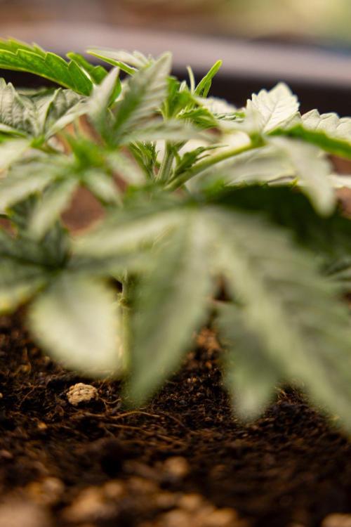 Tropical Mintz 🌴 OG F1 Auto - Zamnesia. Week 2 - Tropical Mintz OG F1 Hybrid Automatic