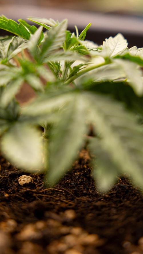 Tropical Mintz 🌴 OG F1 Auto - Zamnesia. Week 2 - Tropical Mintz OG F1 Hybrid Automatic