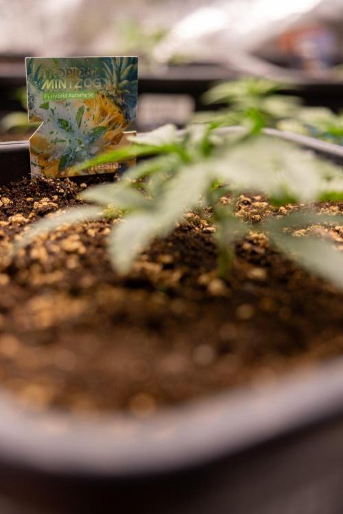 Tropical Mintz 🌴 OG F1 Auto - Zamnesia. Week 2 - Tropical Mintz OG F1 Hybrid Automatic