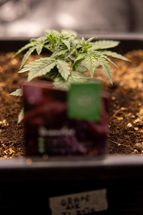 Grape Ape 🍇 F1 Auto - Xamnesia x B&B. Week 2 - Grape Aper F1 Hybrid Automatic
