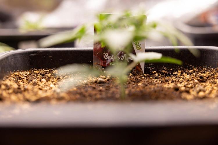 Grape Ape 🍇 F1 Auto - Xamnesia x B&B. Week 2 - Grape Aper F1 Hybrid Automatic