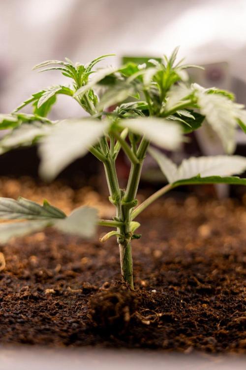 Grape Ape 🍇 F1 Auto - Xamnesia x B&B. Week 2 - Grape Aper F1 Hybrid Automatic