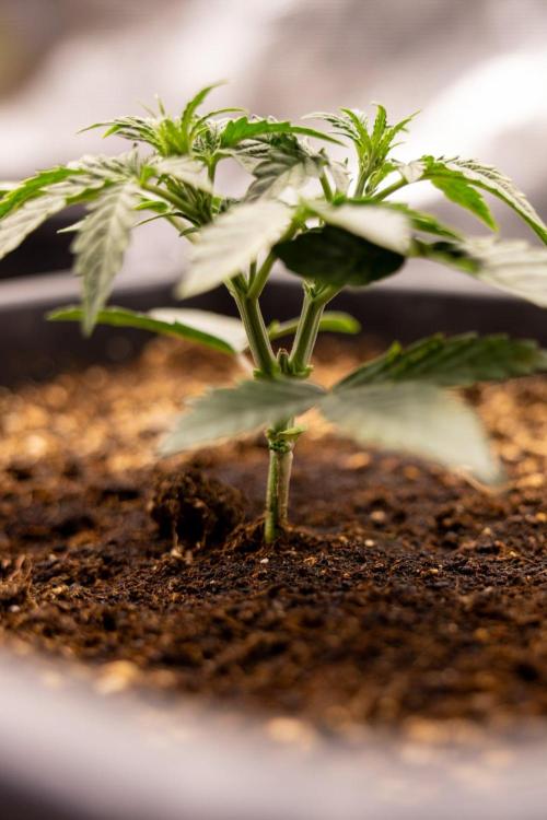 Grape Ape 🍇 F1 Auto - Xamnesia x B&B. Week 2 - Grape Aper F1 Hybrid Automatic