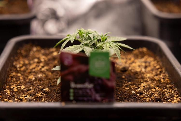 Grape Ape 🍇 F1 Auto - Xamnesia x B&B. Week 2 - Grape Aper F1 Hybrid Automatic