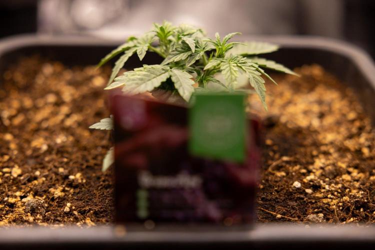 Grape Ape 🍇 F1 Auto - Xamnesia x B&B. Week 2 - Grape Aper F1 Hybrid Automatic
