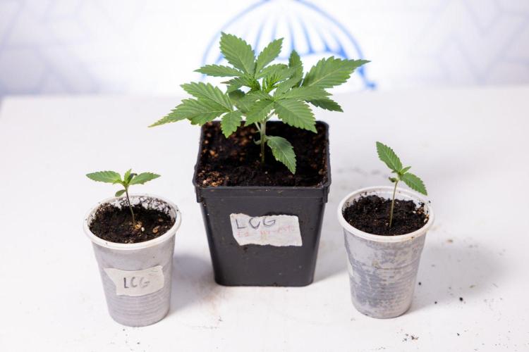 LCG F1 🍋🍒🍦 - Zamnezia x B&B. Week 1 - LCG F1 Hybrid Photoperiodic