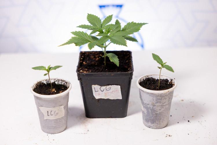LCG F1 🍋🍒🍦 - Zamnezia x B&B. Week 1 - LCG F1 Hybrid Photoperiodic