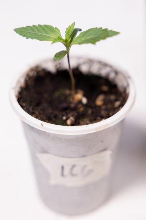 LCG F1 🍋🍒🍦 - Zamnezia x B&B. Week 1 - LCG F1 Hybrid Photoperiodic