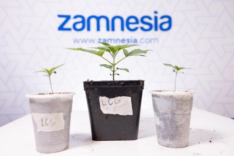 LCG F1 🍋🍒🍦 - Zamnezia x B&B. Week 1 - LCG F1 Hybrid Photoperiodic
