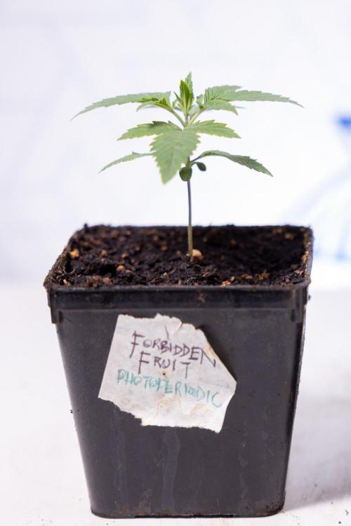 Forbidden Fruit 🏵️ - Zamnesia x B&B. Week 1 - Forbidden Fruit Photoperiodic 