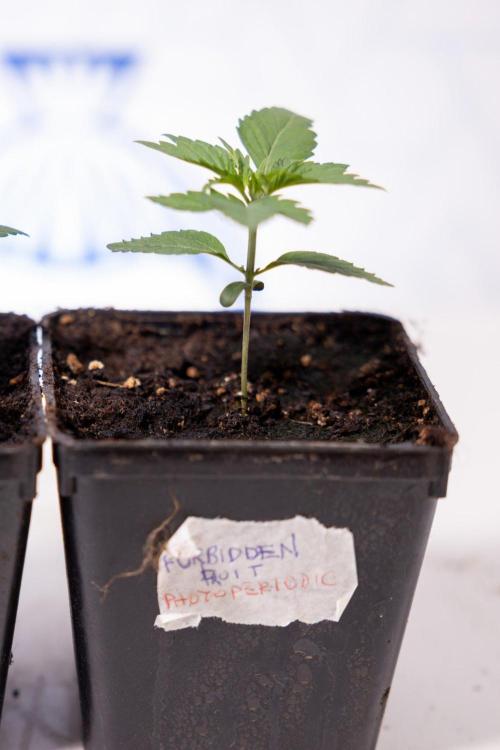 Forbidden Fruit 🏵️ - Zamnesia x B&B. Week 1 - Forbidden Fruit Photoperiodic 