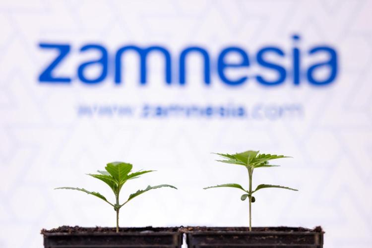 Forbidden Fruit 🏵️ - Zamnesia x B&B. Week 1 - Forbidden Fruit Photoperiodic 