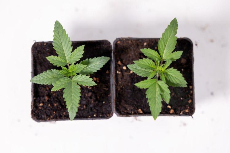 Forbidden Fruit 🏵️ - Zamnesia x B&B. Week 1 - Forbidden Fruit Photoperiodic 