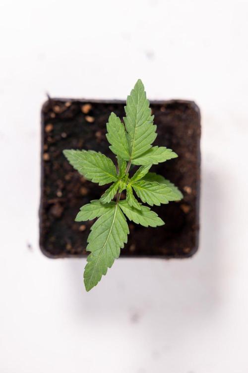Forbidden Fruit 🏵️ - Zamnesia x B&B. Week 1 - Forbidden Fruit Photoperiodic 