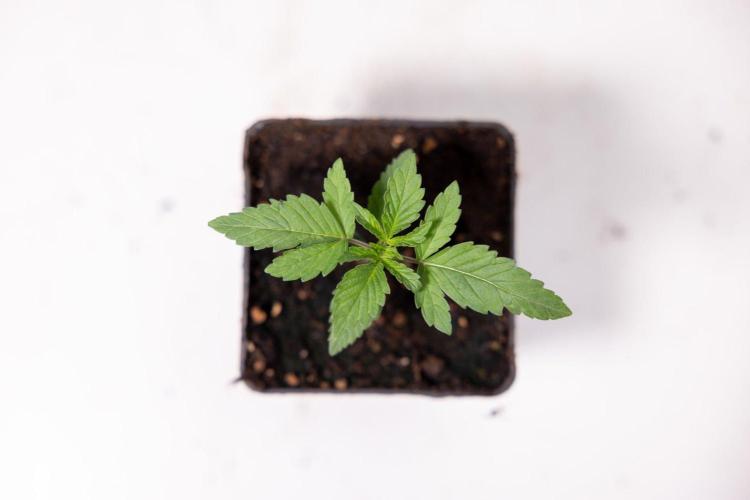 Forbidden Fruit 🏵️ - Zamnesia x B&B. Week 1 - Forbidden Fruit Photoperiodic 