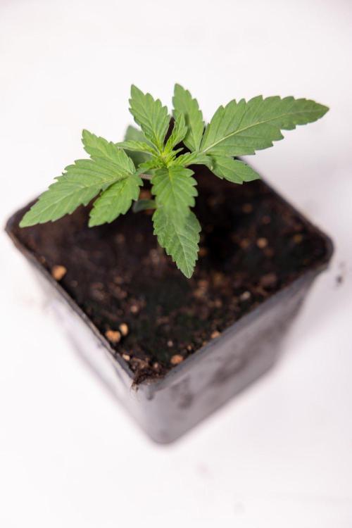 Forbidden Fruit 🏵️ - Zamnesia x B&B. Week 1 - Forbidden Fruit Photoperiodic 