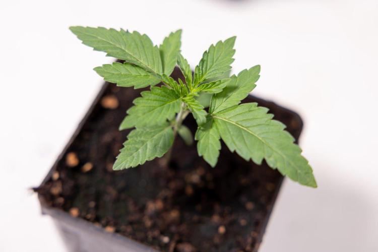 Forbidden Fruit 🏵️ - Zamnesia x B&B. Week 1 - Forbidden Fruit Photoperiodic 