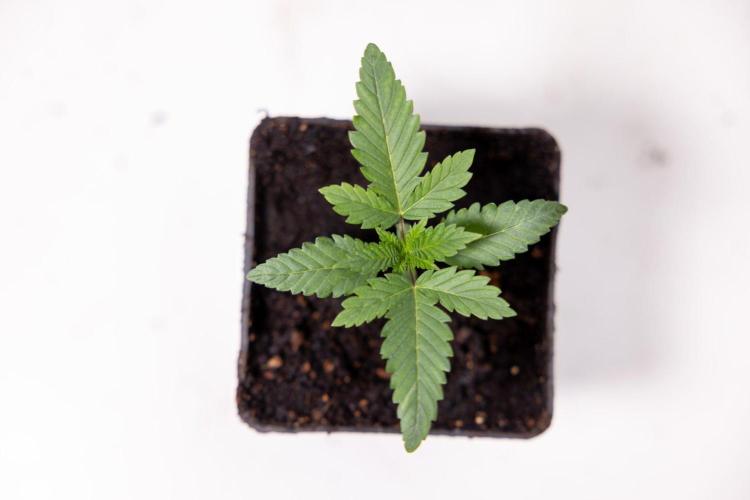 Forbidden Fruit 🏵️ - Zamnesia x B&B. Week 1 - Forbidden Fruit Photoperiodic 