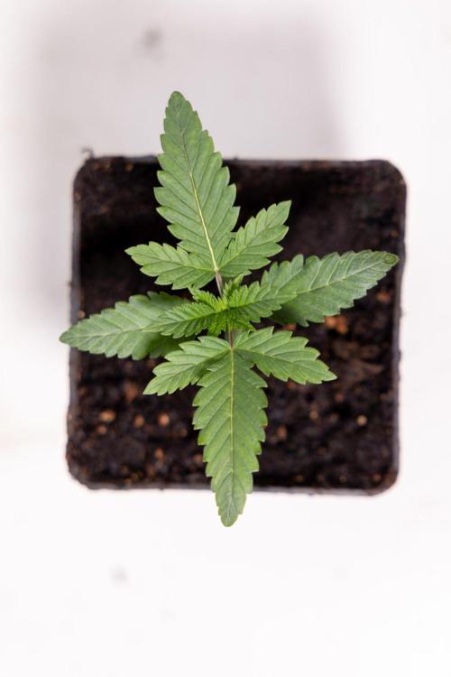 Forbidden Fruit 🏵️ - Zamnesia x B&B. Week 1 - Forbidden Fruit Photoperiodic 