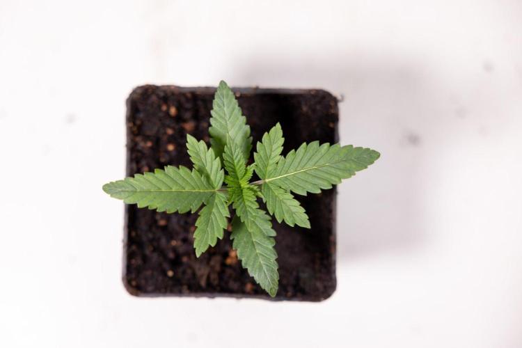Forbidden Fruit 🏵️ - Zamnesia x B&B. Week 1 - Forbidden Fruit Photoperiodic 