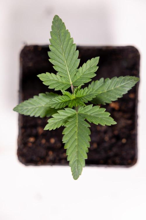 Forbidden Fruit 🏵️ - Zamnesia x B&B. Week 1 - Forbidden Fruit Photoperiodic 
