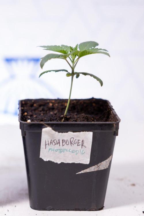 Hash Burger 🍔 - Zamnesia x B&B. Week 1 - Hash Burger Photoperiodic