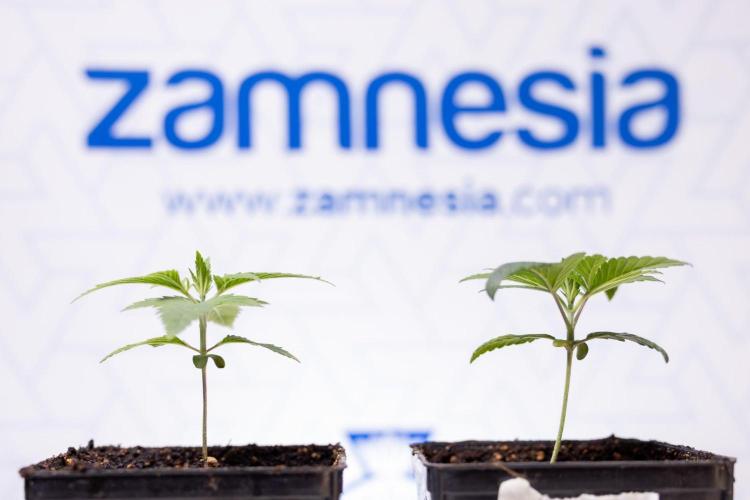 Hash Burger 🍔 - Zamnesia x B&B. Week 1 - Hash Burger Photoperiodic