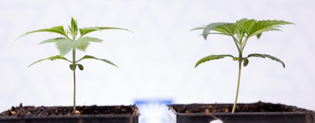 Hash Burger 🍔 - Zamnesia x B&B. Week 1 - Hash Burger Photoperiodic