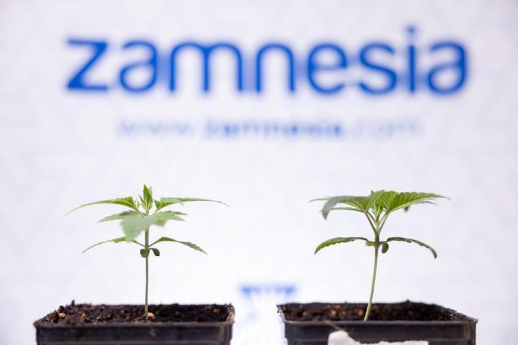 Hash Burger 🍔 - Zamnesia x B&B. Week 1 - Hash Burger Photoperiodic