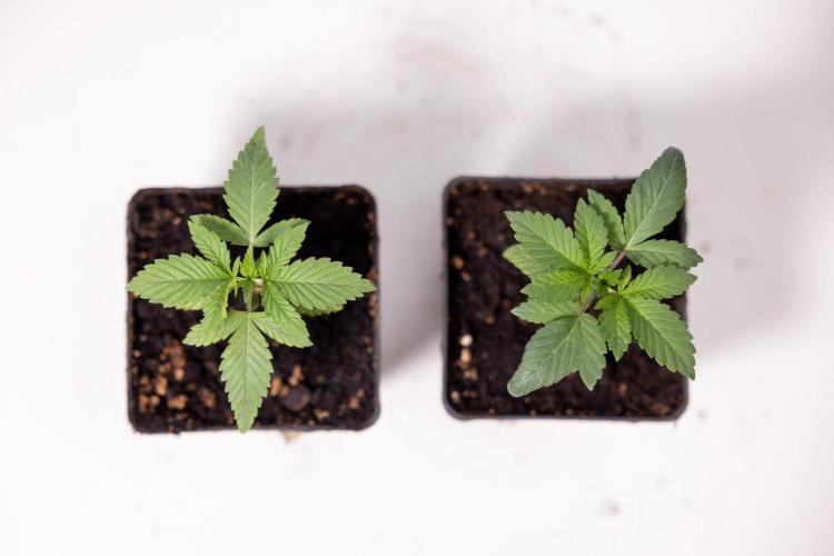 Hash Burger 🍔 - Zamnesia x B&B. Week 1 - Hash Burger Photoperiodic