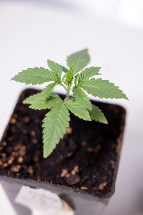 Hash Burger 🍔 - Zamnesia x B&B. Week 1 - Hash Burger Photoperiodic