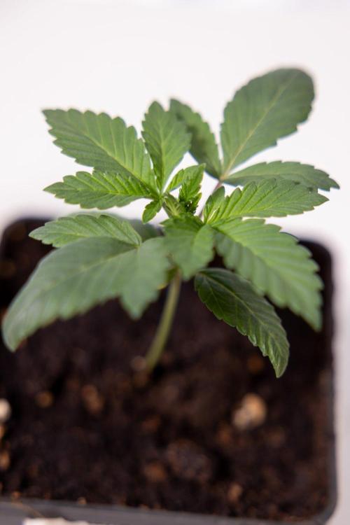 Hash Burger 🍔 - Zamnesia x B&B. Week 1 - Hash Burger Photoperiodic