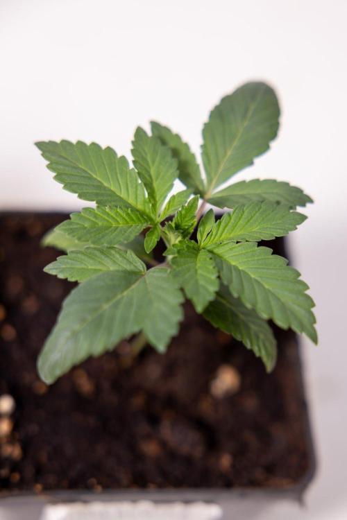 Hash Burger 🍔 - Zamnesia x B&B. Week 1 - Hash Burger Photoperiodic