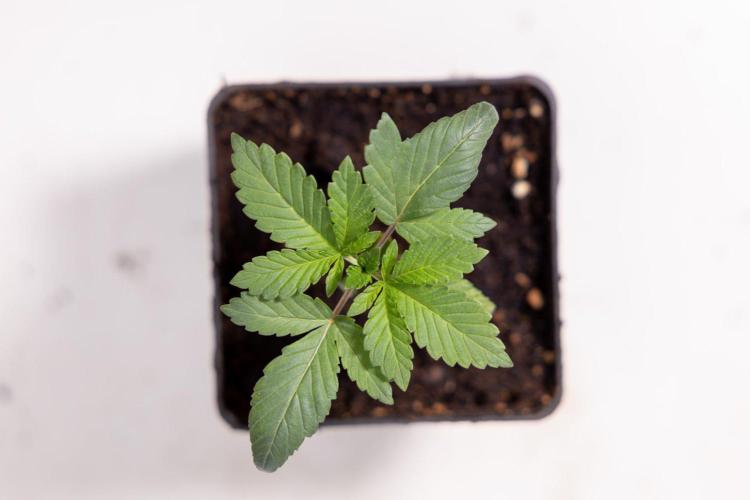 Hash Burger 🍔 - Zamnesia x B&B. Week 1 - Hash Burger Photoperiodic
