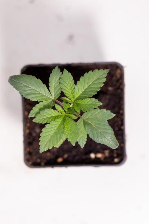 Hash Burger 🍔 - Zamnesia x B&B. Week 1 - Hash Burger Photoperiodic