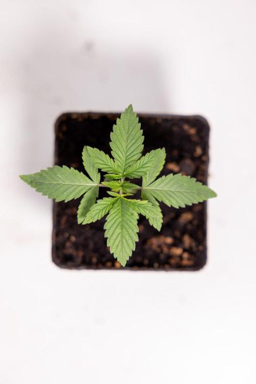 Hash Burger 🍔 - Zamnesia x B&B. Week 1 - Hash Burger Photoperiodic