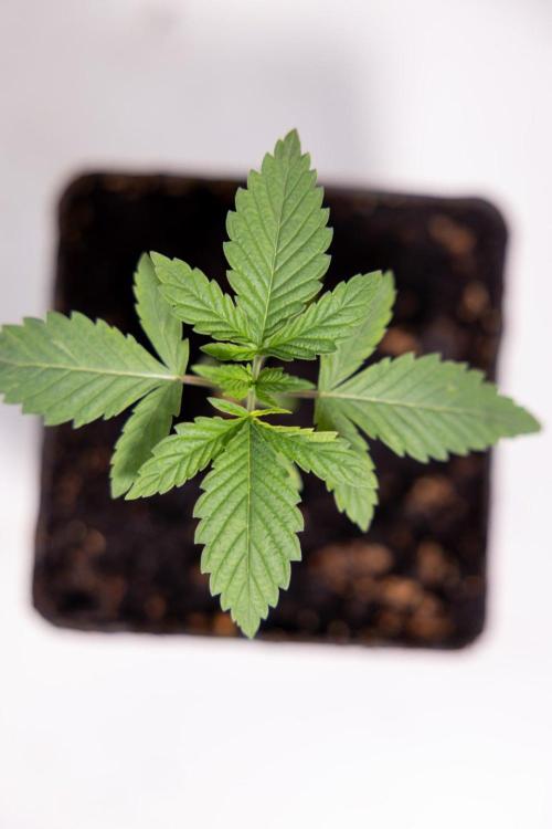 Hash Burger 🍔 - Zamnesia x B&B. Week 1 - Hash Burger Photoperiodic