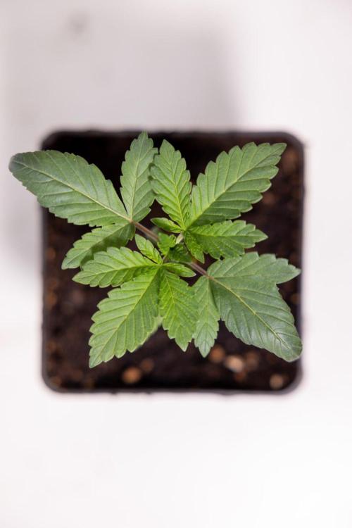 Hash Burger 🍔 - Zamnesia x B&B. Week 1 - Hash Burger Photoperiodic