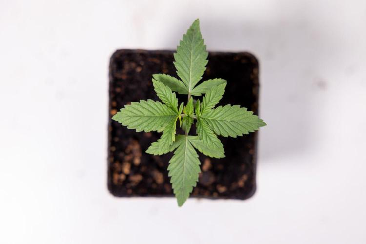 Hash Burger 🍔 - Zamnesia x B&B. Week 1 - Hash Burger Photoperiodic