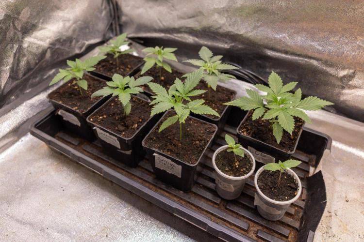 Hash Burger 🍔 - Zamnesia x B&B. Week 1 - Zamnesia x Plagron Photoperiodic Crew
