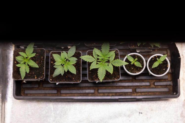 Hash Burger 🍔 - Zamnesia x B&B. Week 1 - Zamnesia x Plagron Photoperiodic Crew