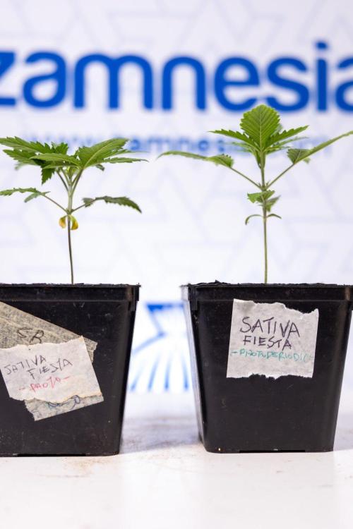 Sativa Fiesta 🤸 - Zamnesia x B&B. Week 1 - Sativa Fiesta Photoperiodic