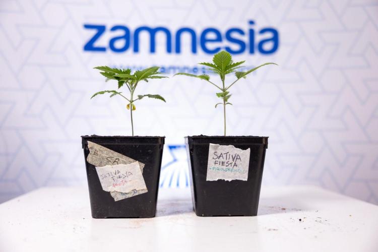 Sativa Fiesta 🤸 - Zamnesia x B&B. Week 1 - Sativa Fiesta Photoperiodic
