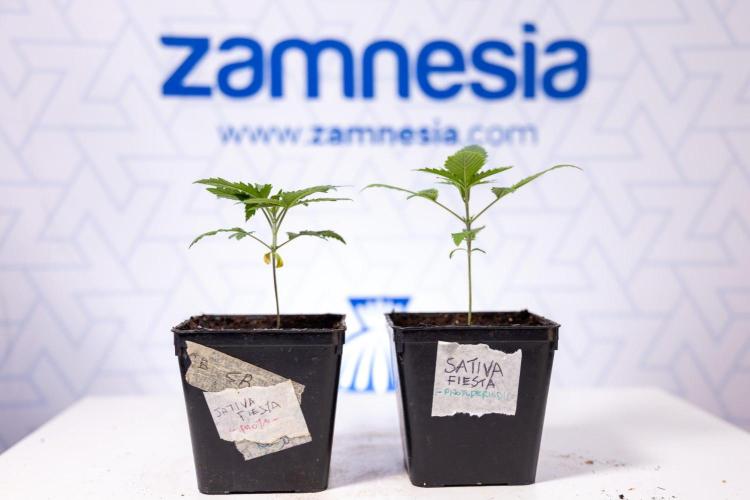Sativa Fiesta 🤸 - Zamnesia x B&B. Week 1 - Sativa Fiesta Photoperiodic