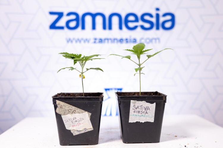 Sativa Fiesta 🤸 - Zamnesia x B&B. Week 1 - Sativa Fiesta Photoperiodic