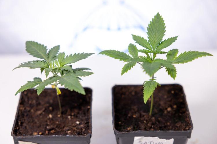 Sativa Fiesta 🤸 - Zamnesia x B&B. Week 1 - Sativa Fiesta Photoperiodic